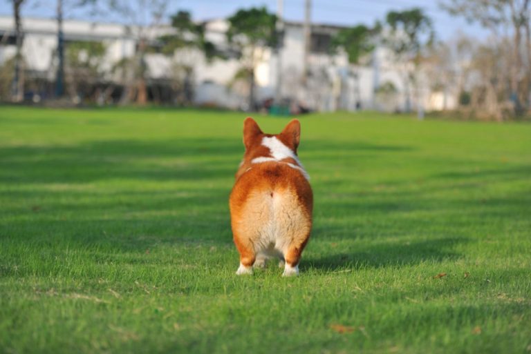 corgi dog standing on the green grass