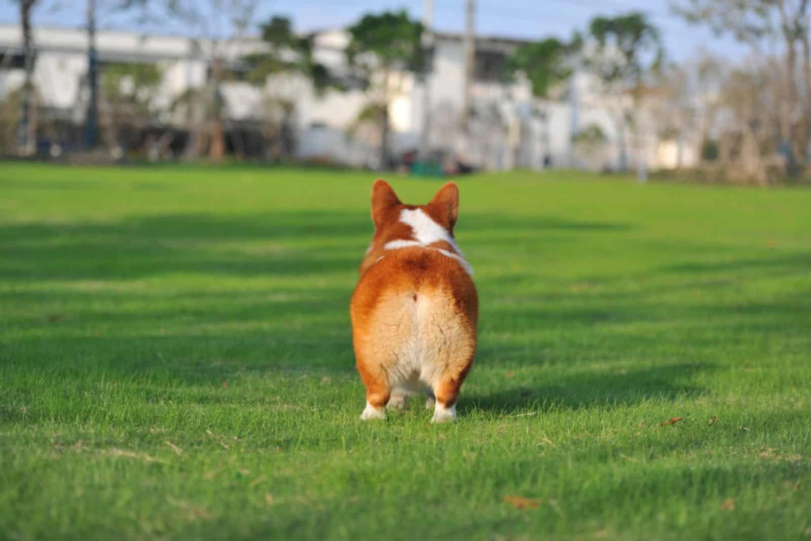 Why Do Corgi Butts Float? 4 Possible Theories
