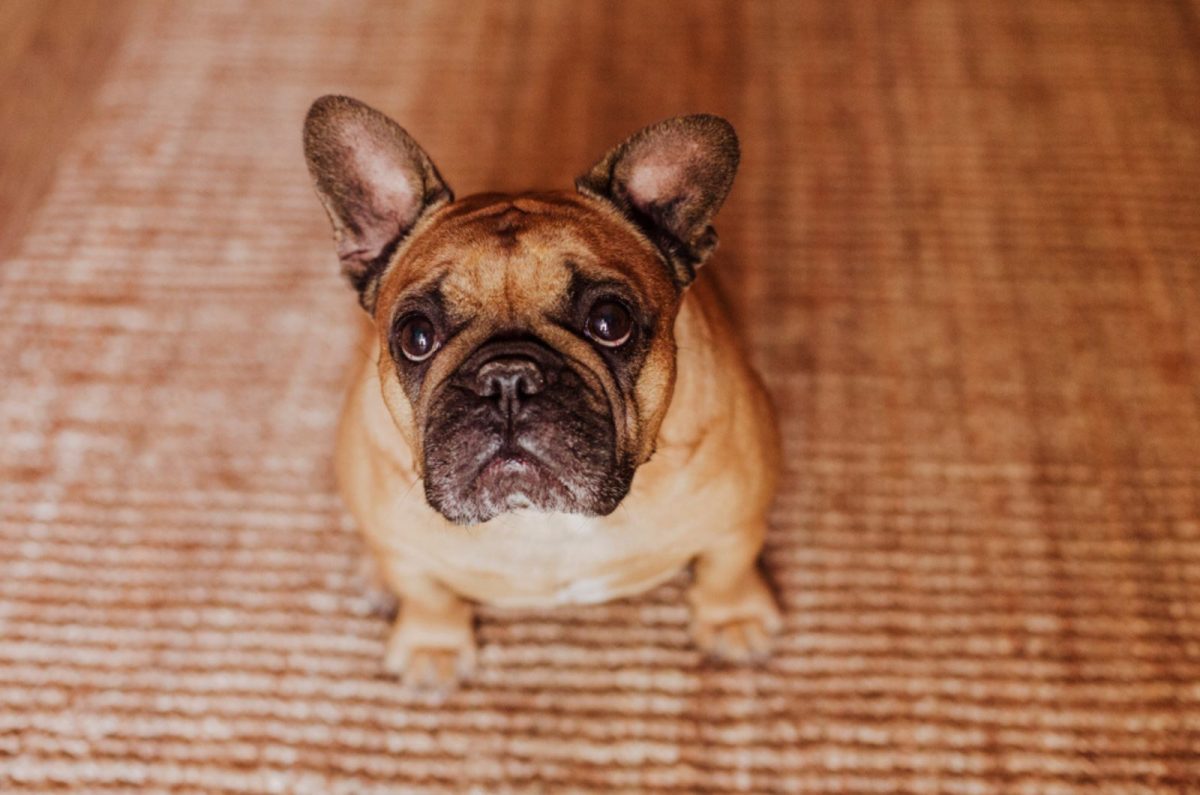 Why Do French Bulldogs Fart So Much? 21 Reasons Why Frenchies Let It Rip