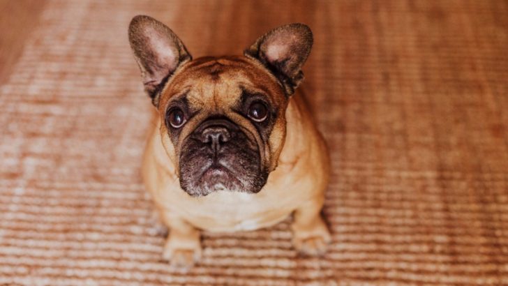 Why Do French Bulldogs Fart So Much? 21 Smelly Reasons