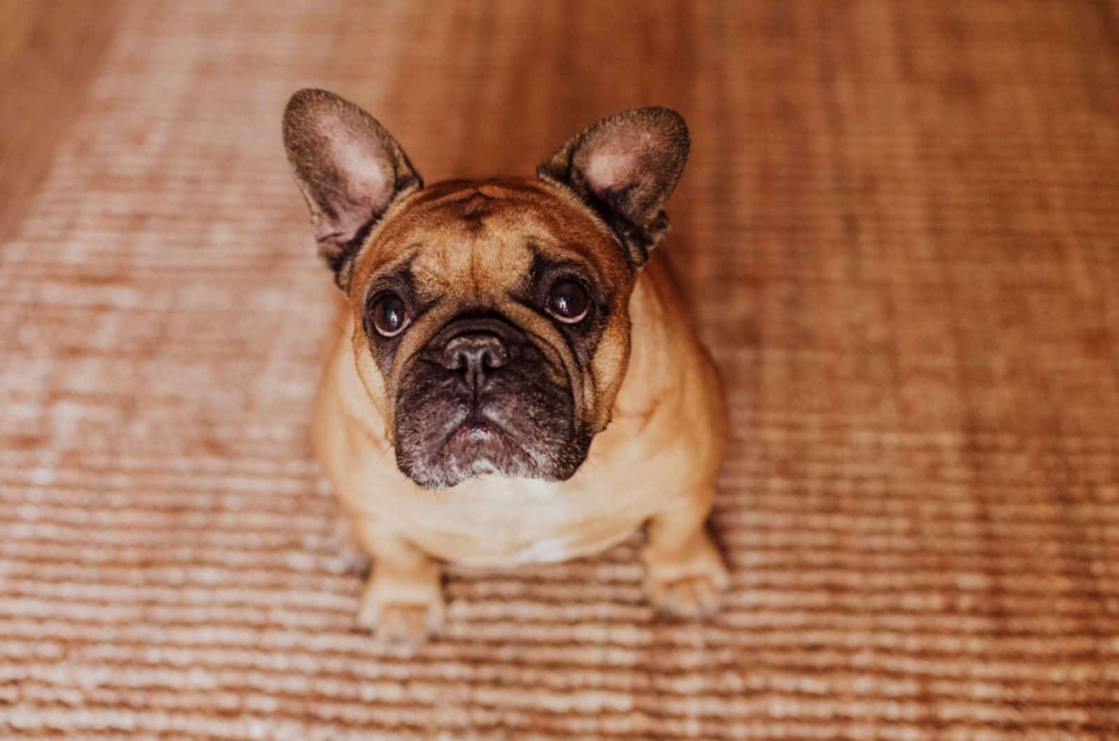 french bulldog sitting on the carpet