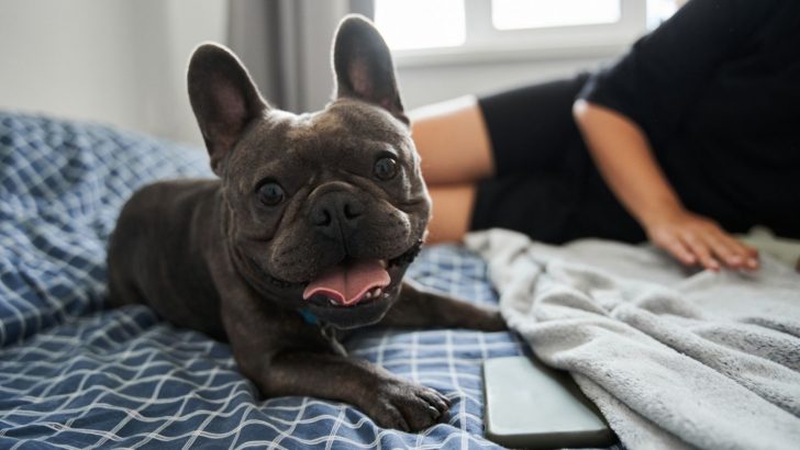Why Do French Bulldogs Snort? 8 Reasons For This Weird Sound