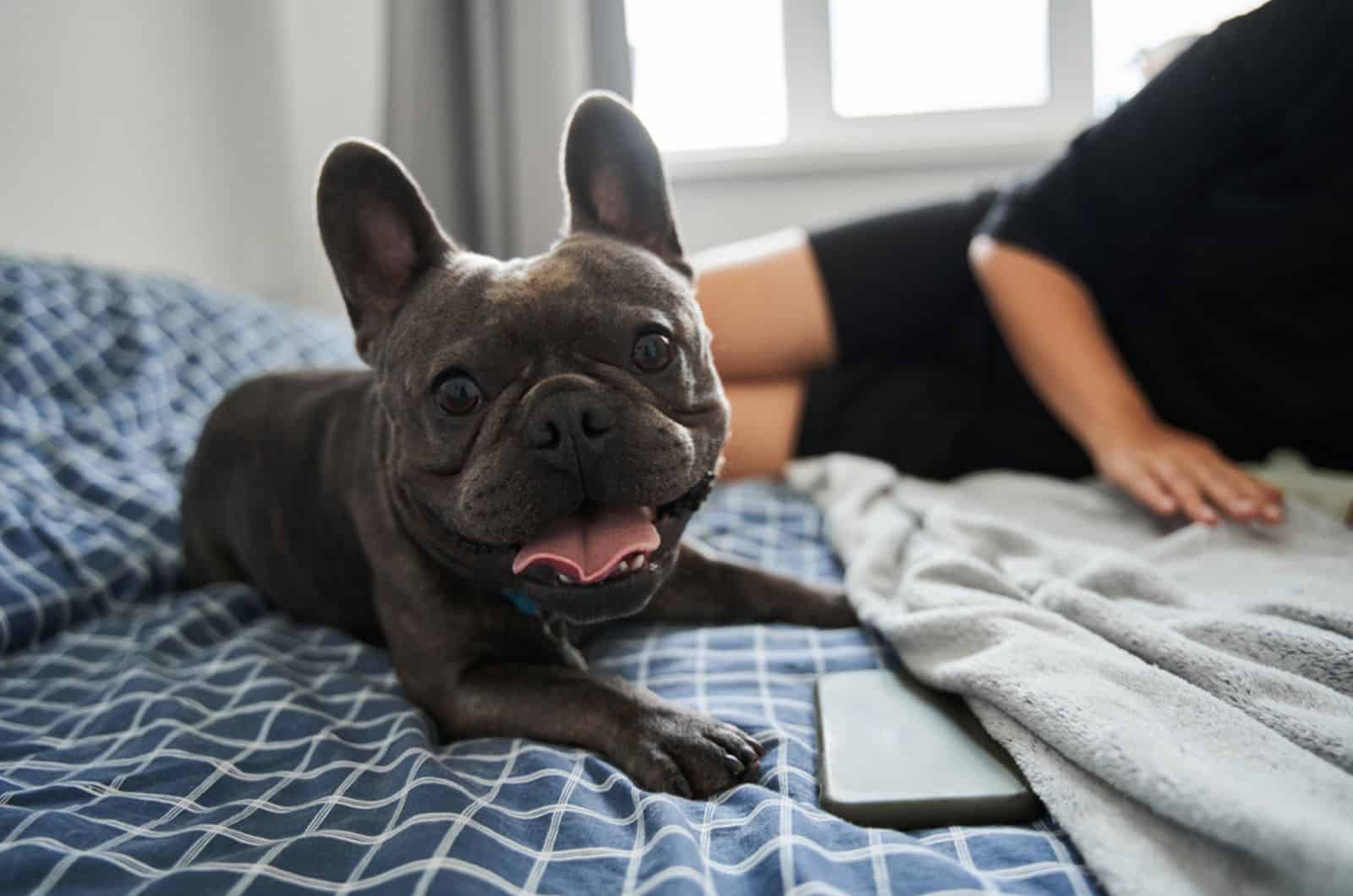 french bulldog lying on the bed beside his owner
