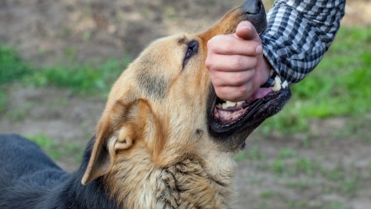 Why Do German Shepherds Bite, And How To Make Them Stop