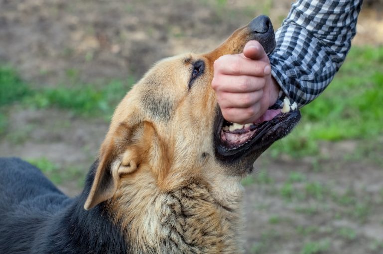 German Shepherd biting owner's hand