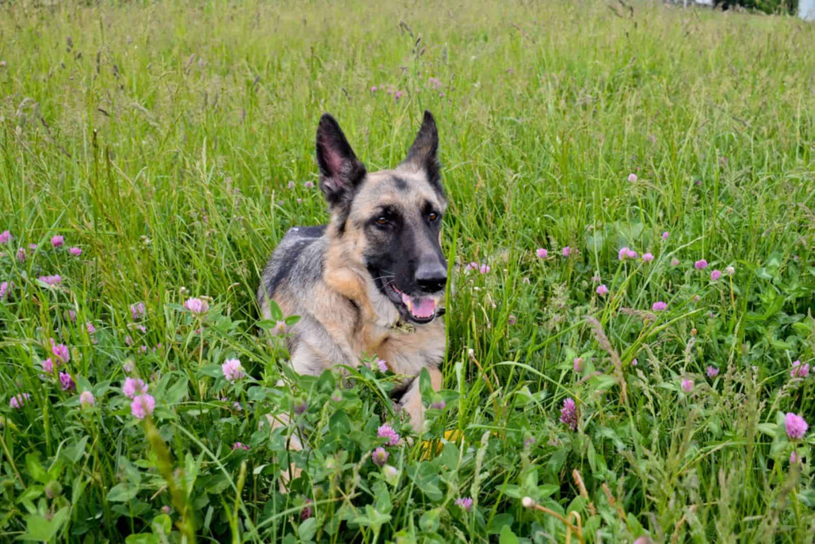 black tongue in German shepherd