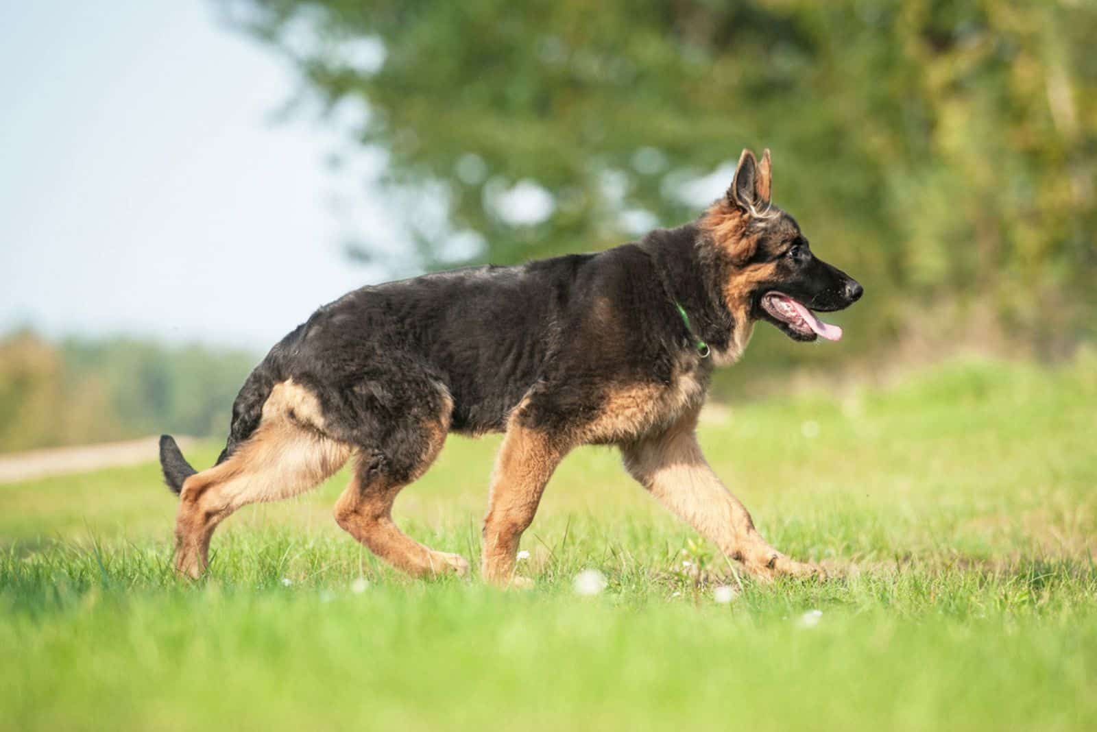 Why Do German Shepherds Have Sloped Backs? Uncover The Truth