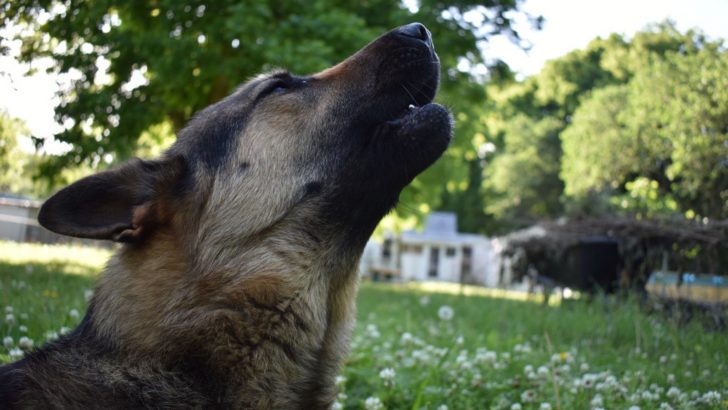 Why Do German Shepherds Howl At Sirens? 4 Explanations