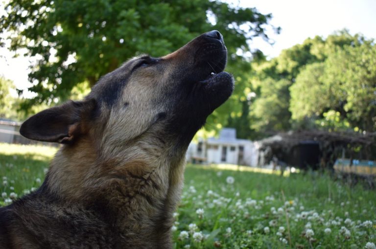 german shepherd howling