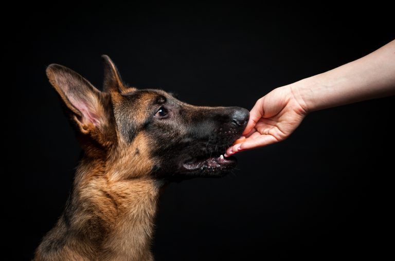 German Shepherd biting hand