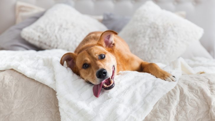 Why Does My Dog Scratch My Bed Sheets: 9 Explanations