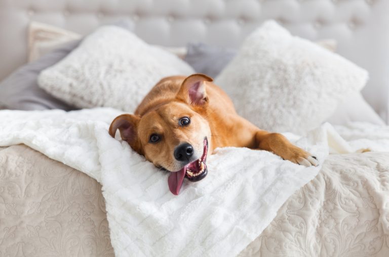dog lying on bed with owner