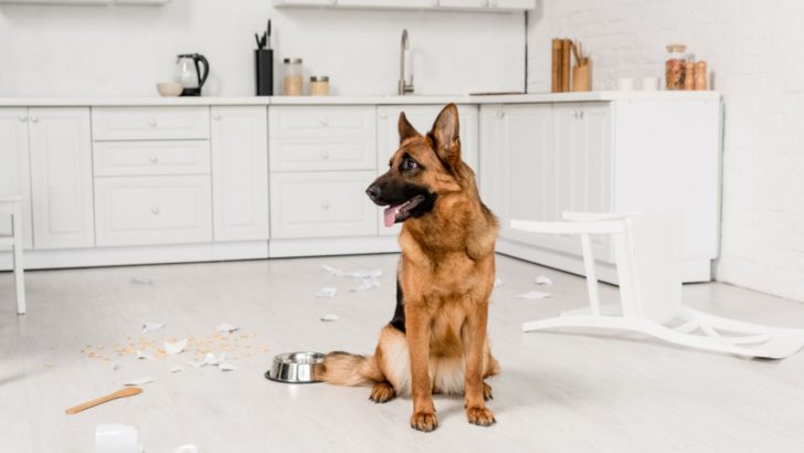 Why Does My German Shepherd Destroy Everything?