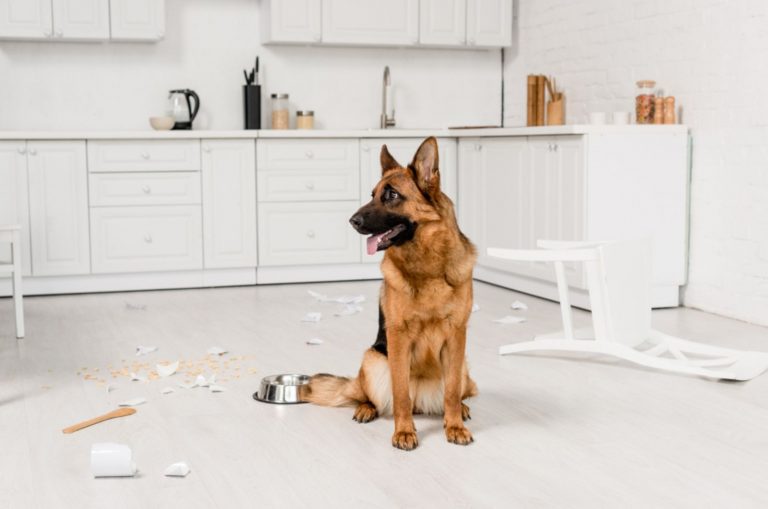 german shepherd sitting on floor with metal bowl and broken dishes in kitchen