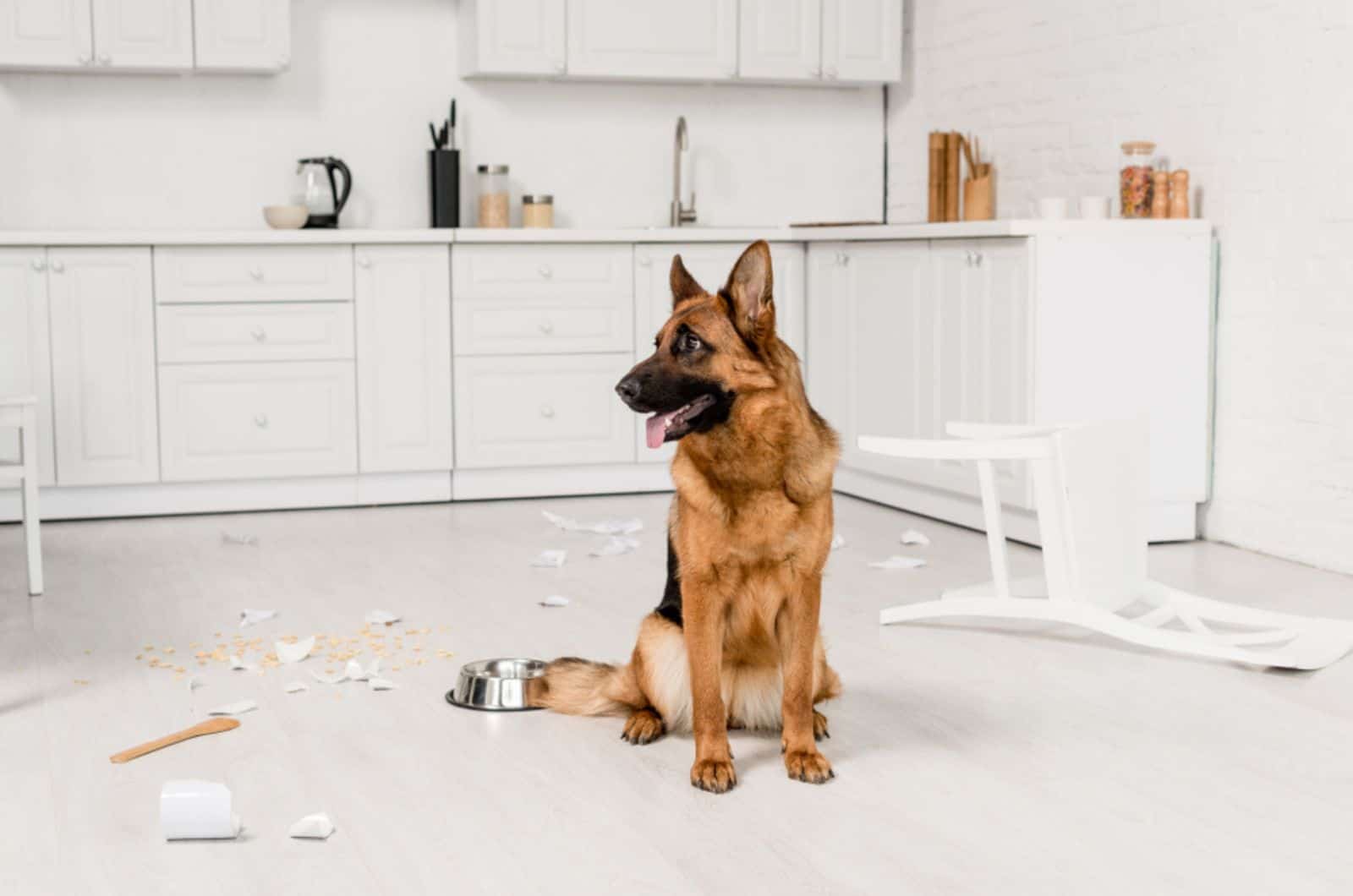 Why Does My German Shepherd Destroy Everything?