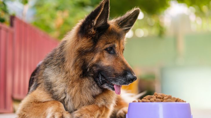 Why Does My German Shepherd Lay Down To Eat? 9 Reasons