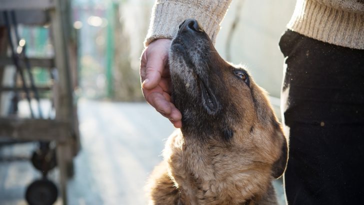 Why Does My German Shepherd Nudge Me With His Nose?