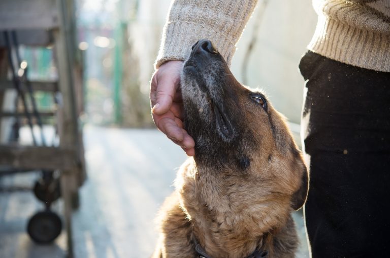 owner petting German Shepherd