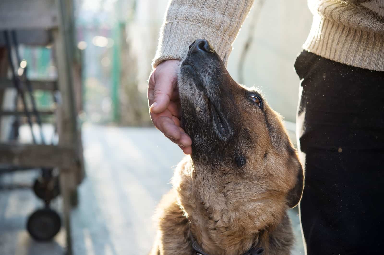8 Rationales For Why German Shepherds Nudge You With Their Nose