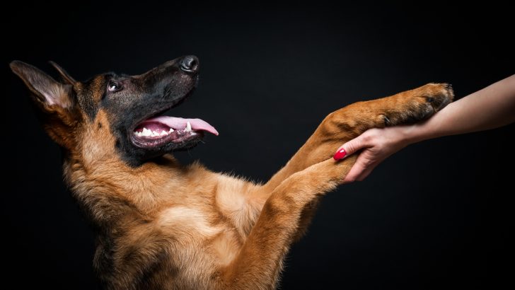 Why Does My German Shepherd Put His Paw On Me? 8 Answers