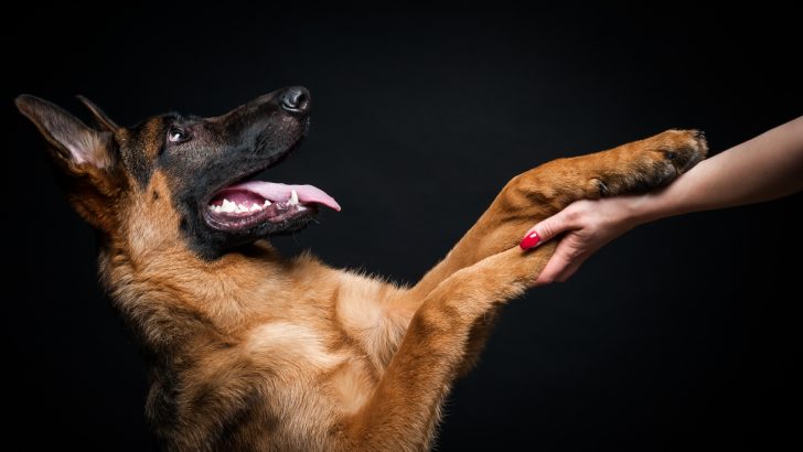 Why Does My German Shepherd Put His Paw On Me All The Time