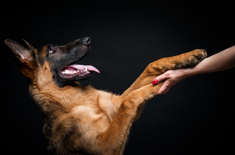 german shepherd with black background