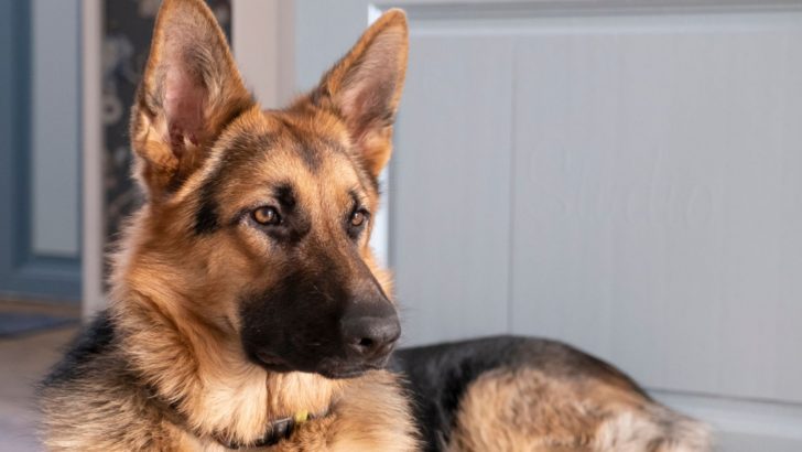 Why Does My German Shepherd Stare At Me: 15 Possible Reasons