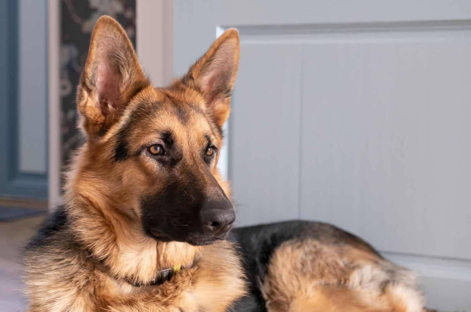 german shepherd lying on the floor