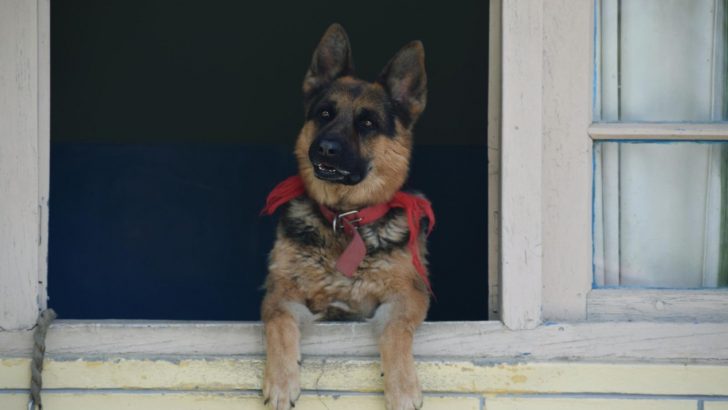 Why Does My German Shepherd Whine A Lot? 17 Reasons