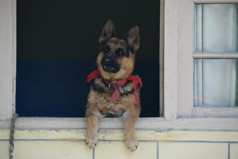 a German shepherd leaning against the window whimpers