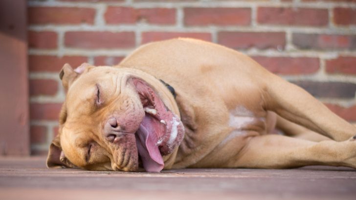 Why Does My Pitbull Sleep So Much: 9 Possible Reasons