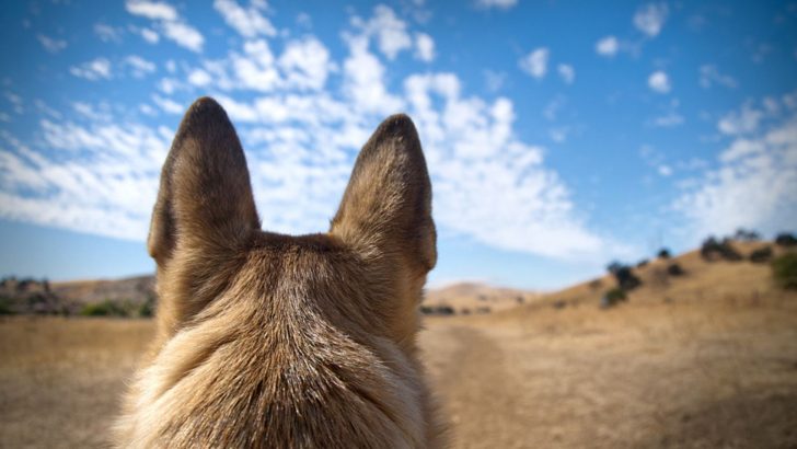 Why German Shepherd Ear Cropping Is Wrong