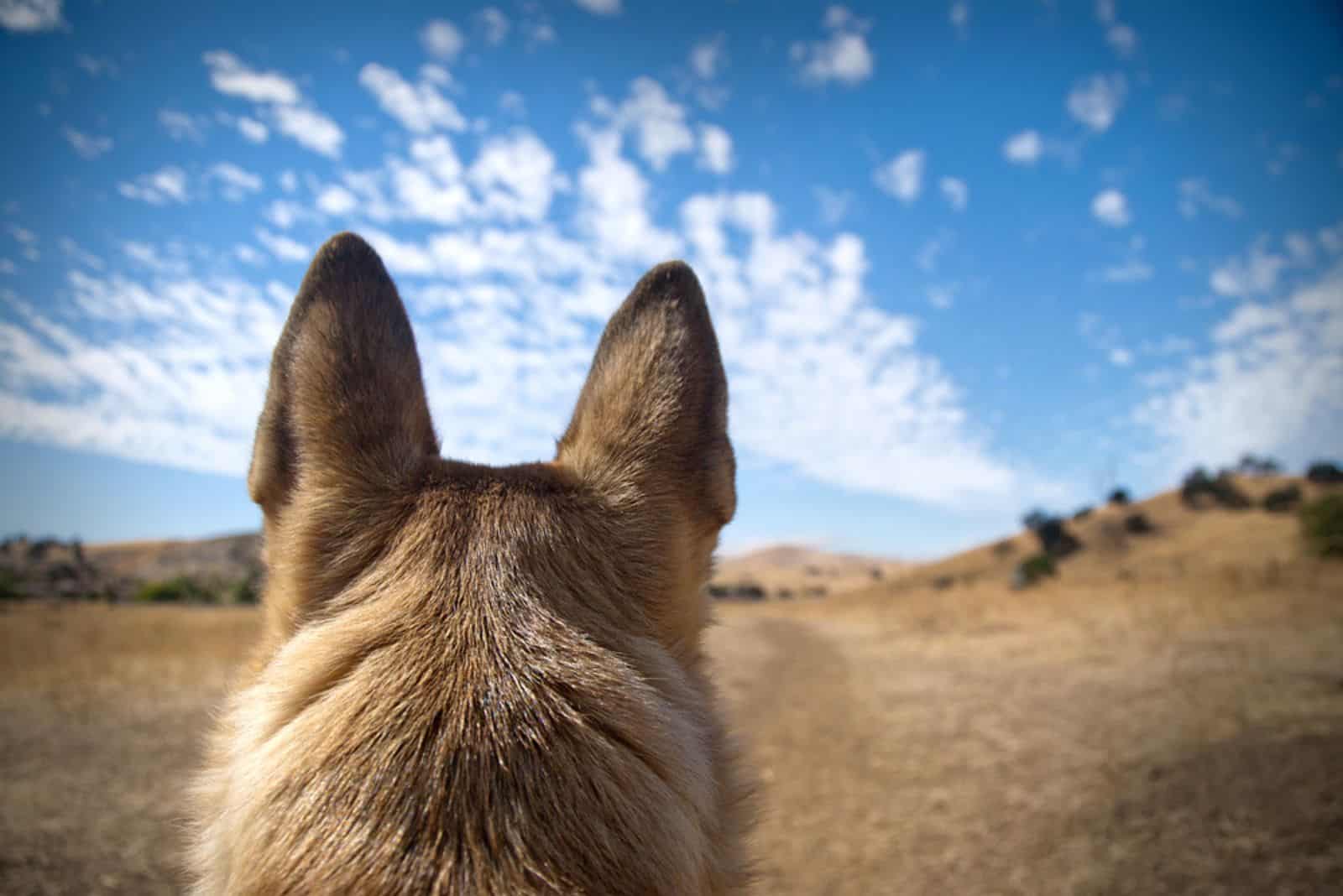 Listening ears on a German Shepherd