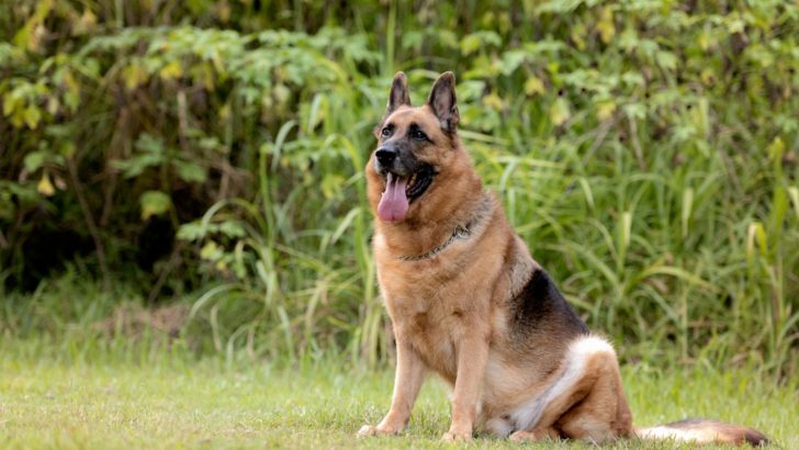 Why German Shepherds Are Not Good Pets: 9 Reasons