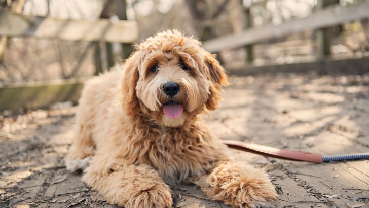 Why Goldendoodles Are The Worst — 9 Doodle Drawbacks
