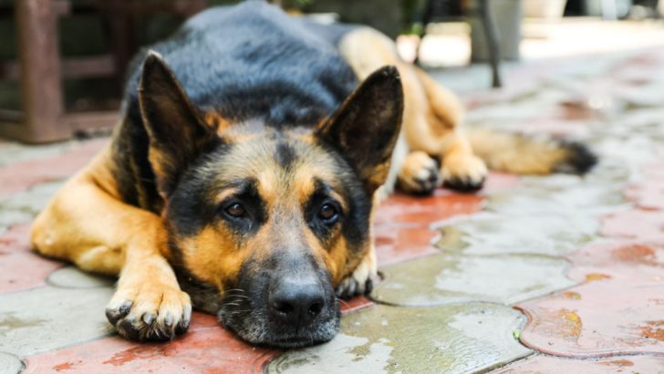 Why Is My German Shepherd So Anxious? 5 Explanations