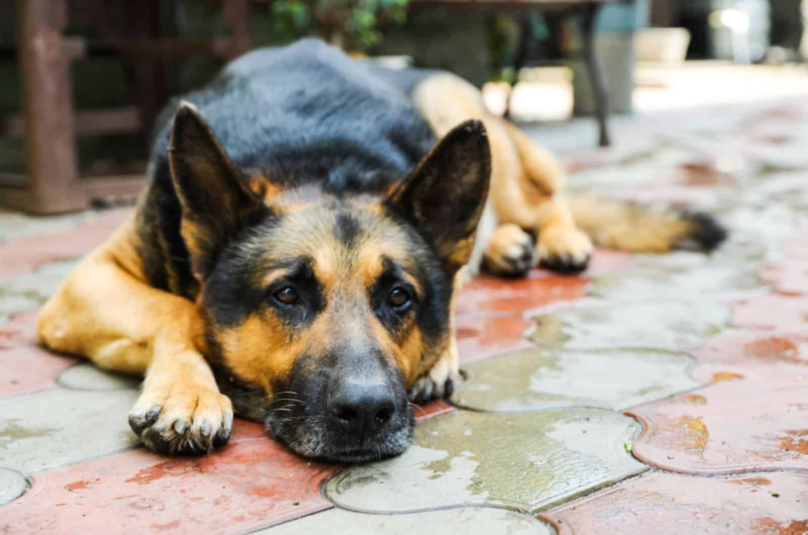 sad german shepherd lying down