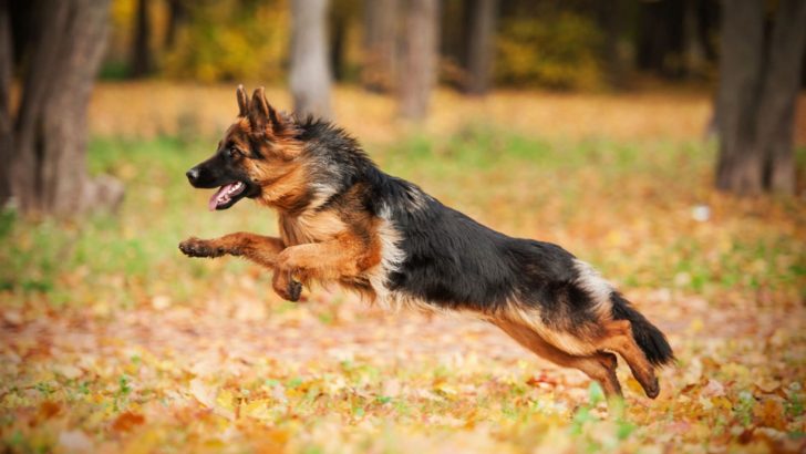 Why Is My German Shepherd So Hyper? 7 Explanations