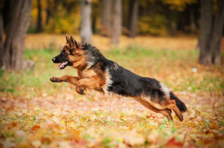german shepherd running in the park