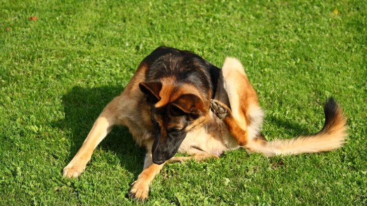 Why Is My German Shepherd So Itchy? 7 Causes, 7 Solutions