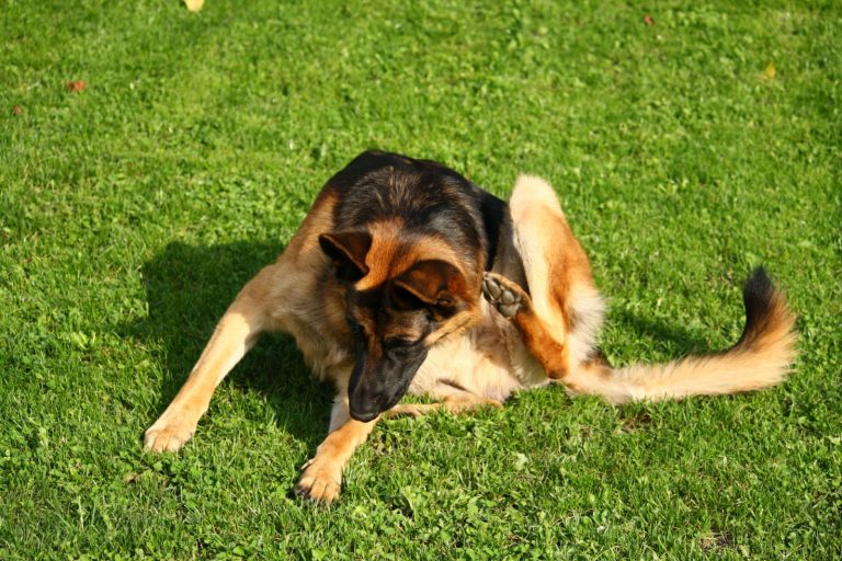 german shepherd dog scratches its coat on grass