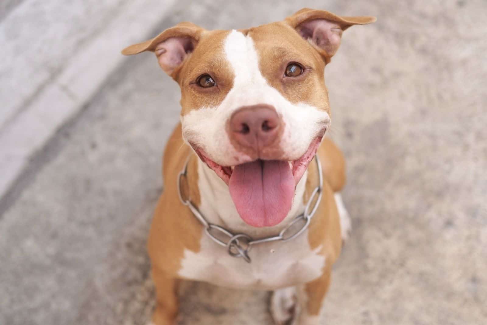 pitbull sitting and looking up