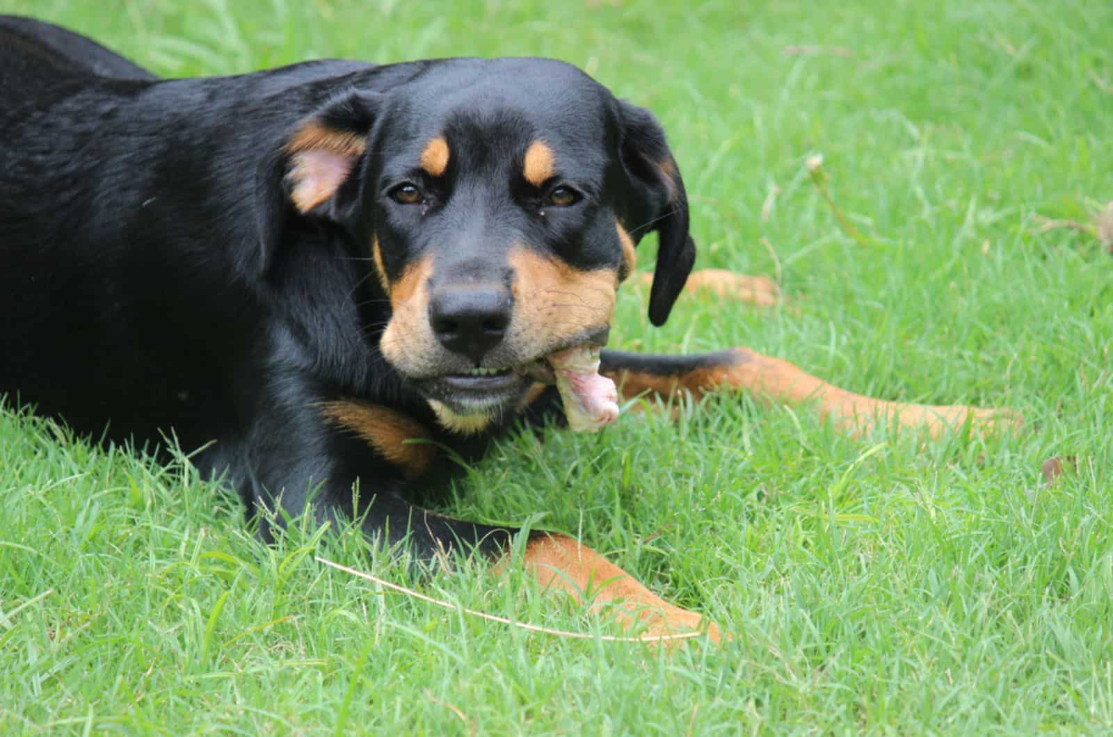 Why Is My Rottweiler Always Hungry? Ravenous Rotties