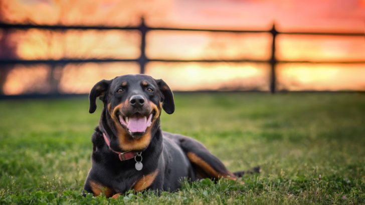 Why Is My Rottweiler Breathing Fast? 6 Potential Causes