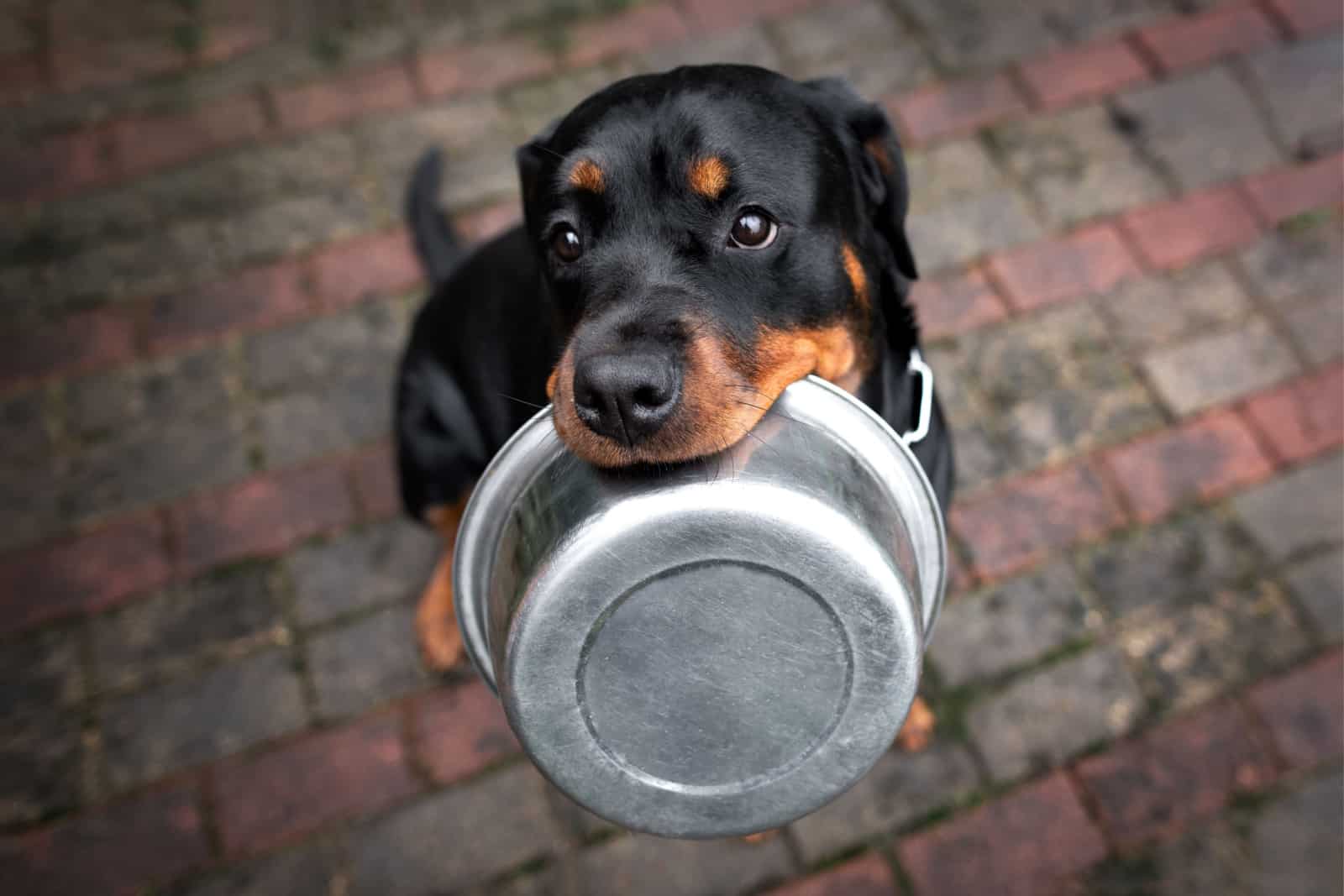 rottweiler holding an empty bowl in mouth