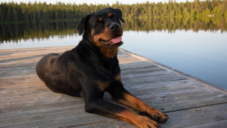 Why Is My Rottweiler Panting So Much? 13 Common Causes