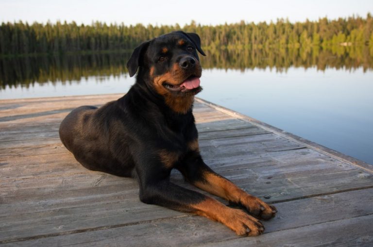 rottweiler dog sitting on the dock