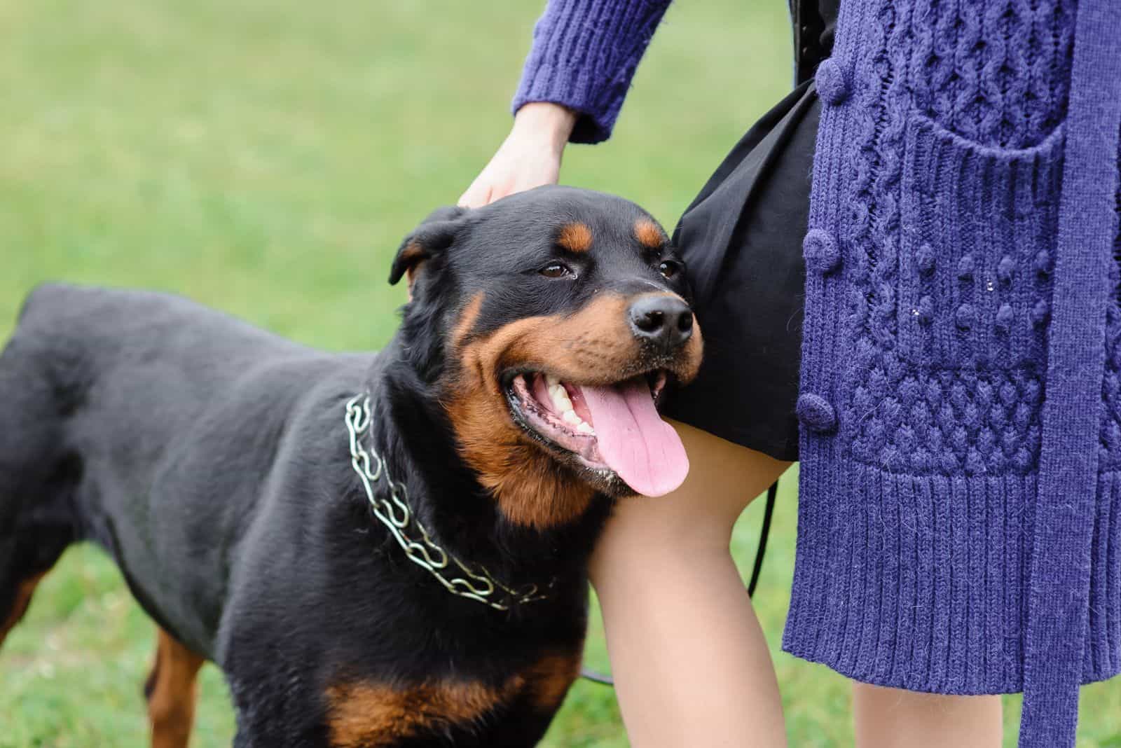 Rottweiler cuddles with a woman