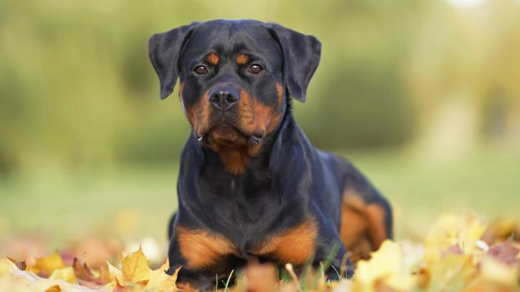 Why Is My Rottweiler So Small? 8 Possible Reasons