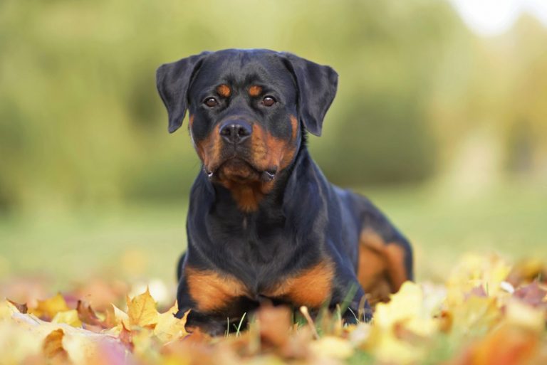 rottweiler laying in the leaves